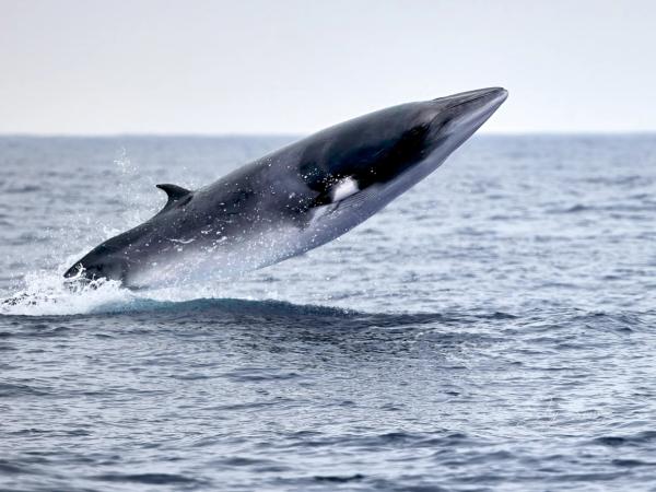 a mink whale is jumping out of the ocean .
