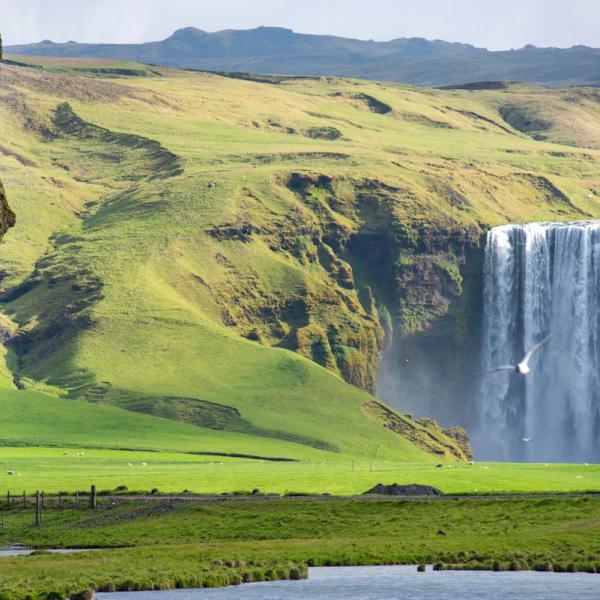 A tall waterfall cascades into a vibrant green valley, flanked by a rocky cliff, with a bird in flight.