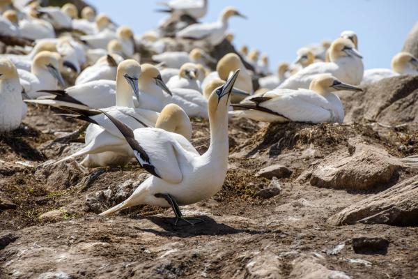 a flock of birds sitting on top of a rocky hill .