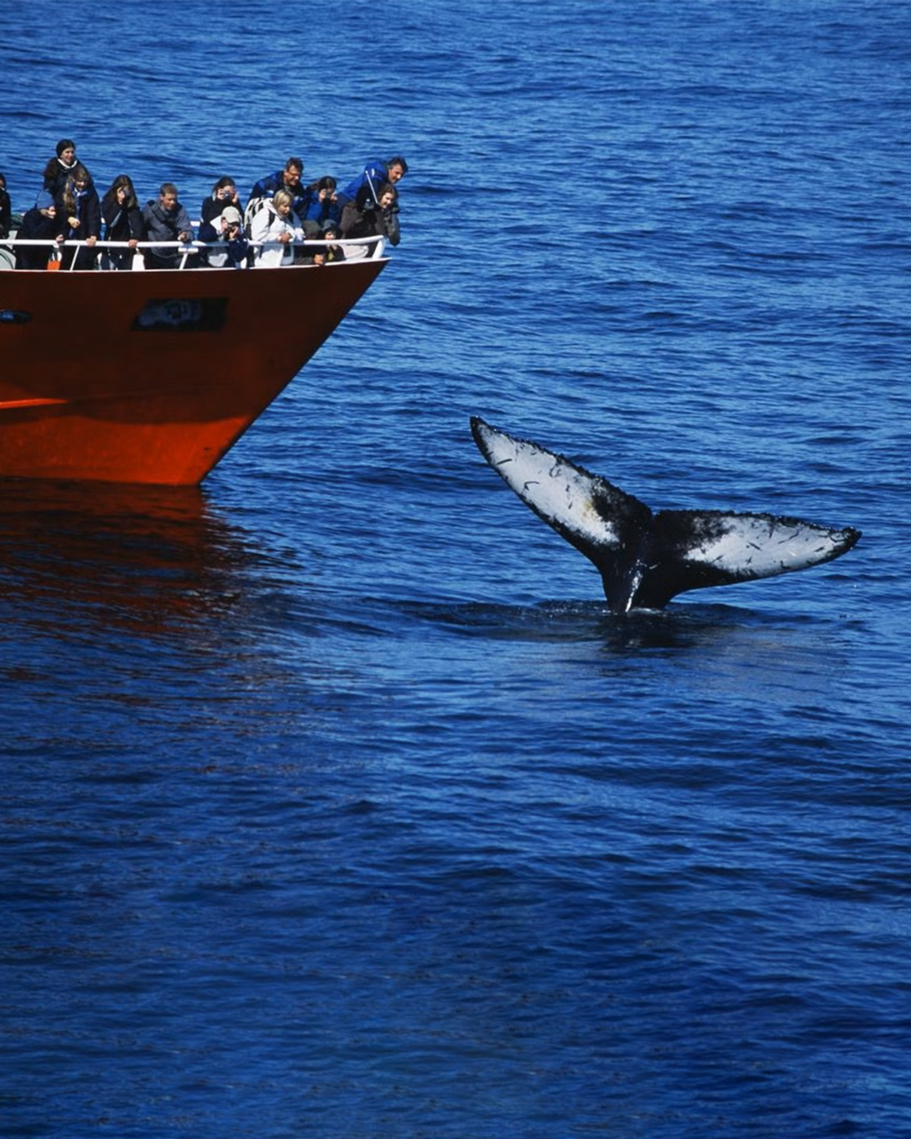 turistas en un barco observando a una ballena en el mar