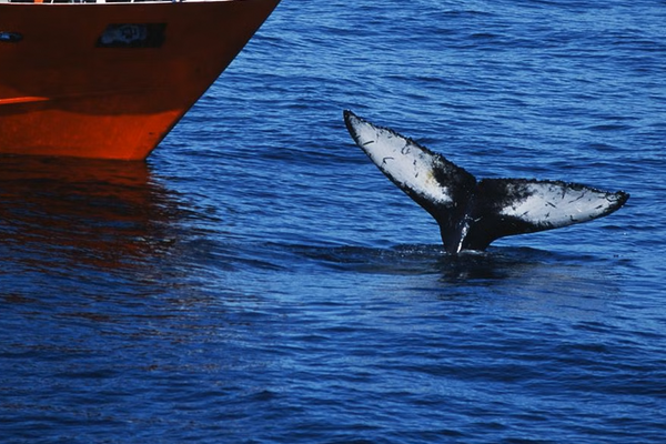turistas en un barco observando a una ballena en el mar