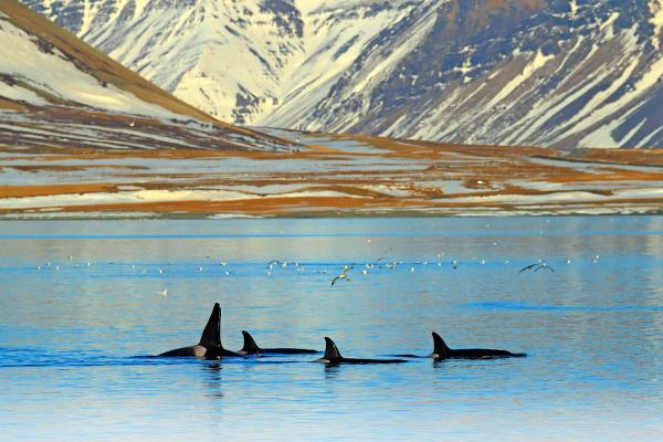 a group of killer whales are swimming in a lake with mountains in the background .