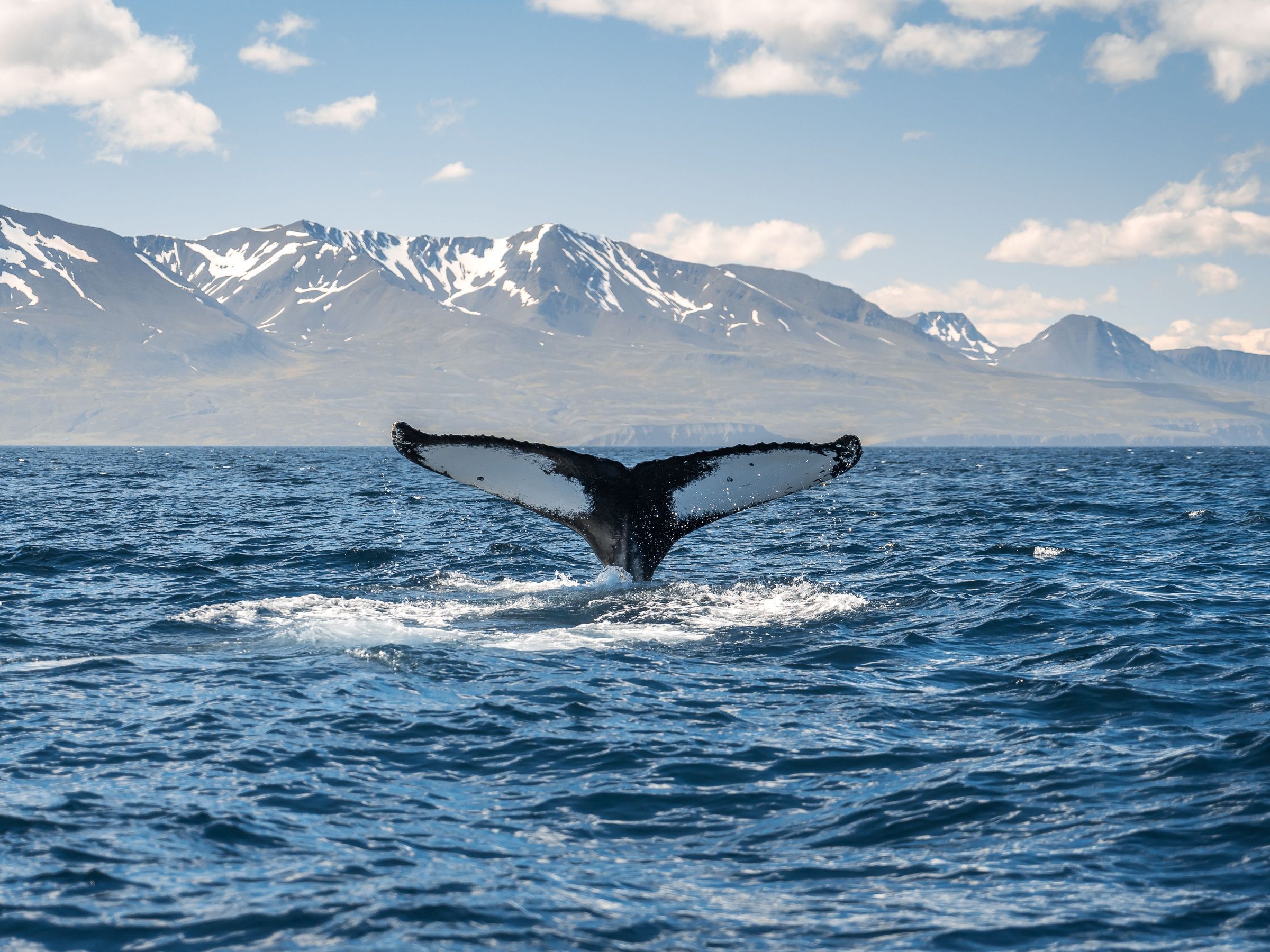 a humpback whale is swimming in the ocean with mountains in the background .