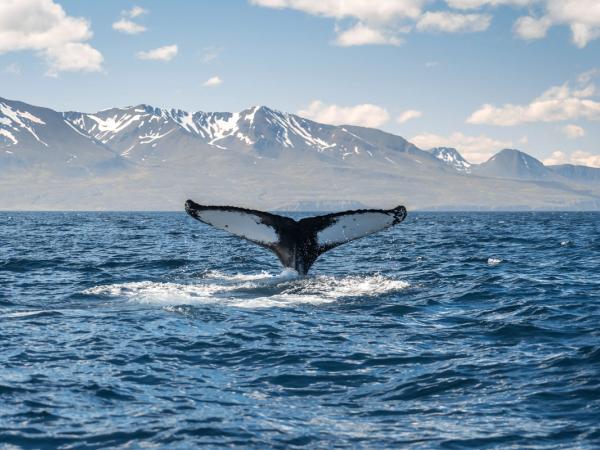 Ballena en Islandia