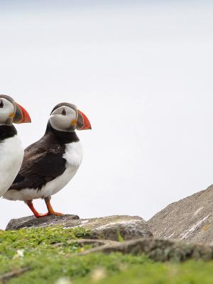 two puffins are standing on top of a rock .