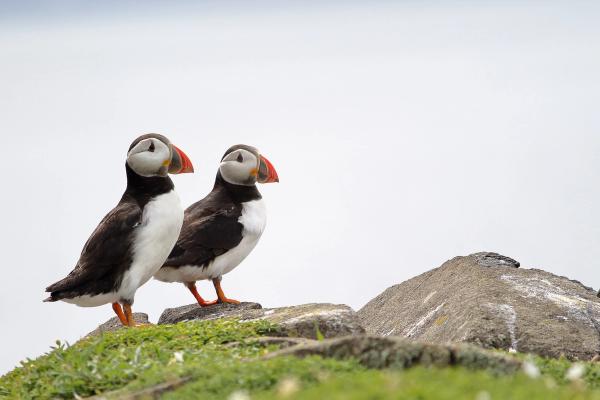 two puffins are standing on top of a rock .