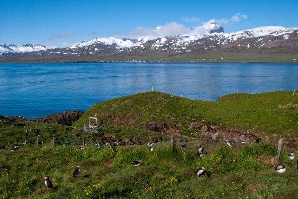 a flock of puffins are sitting in the grass near a lake with mountains in the background .
