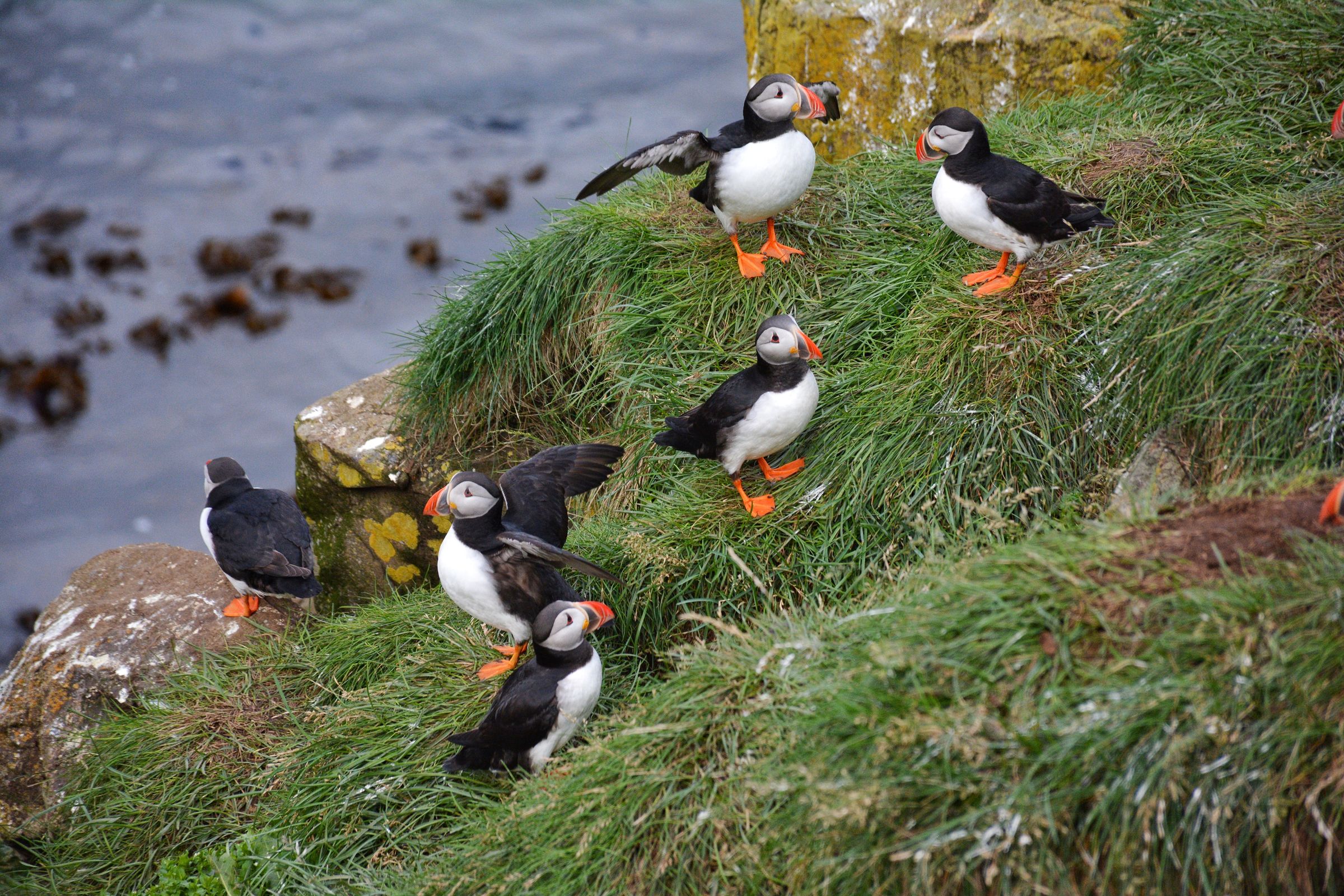 a group of puffins are standing on top of a grassy hill at borgarfjordur eystri in east iceland.