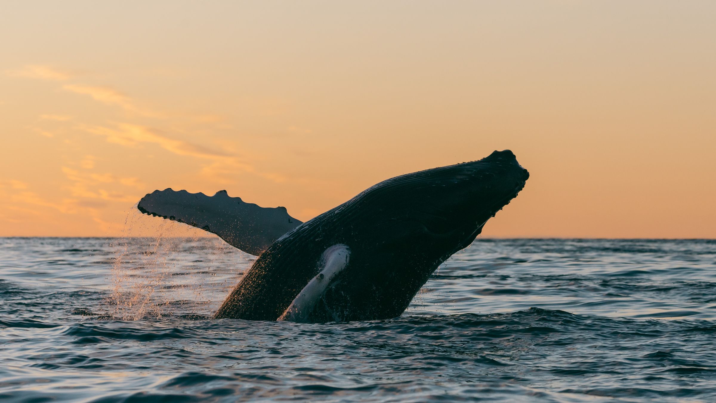 whale jumping out of the water at sunset