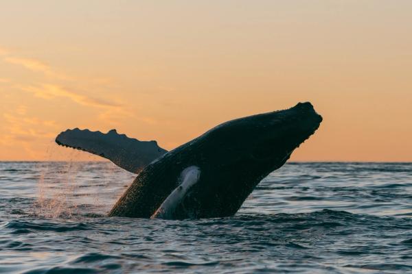 Ballena saltando fuera del agua al atardecer