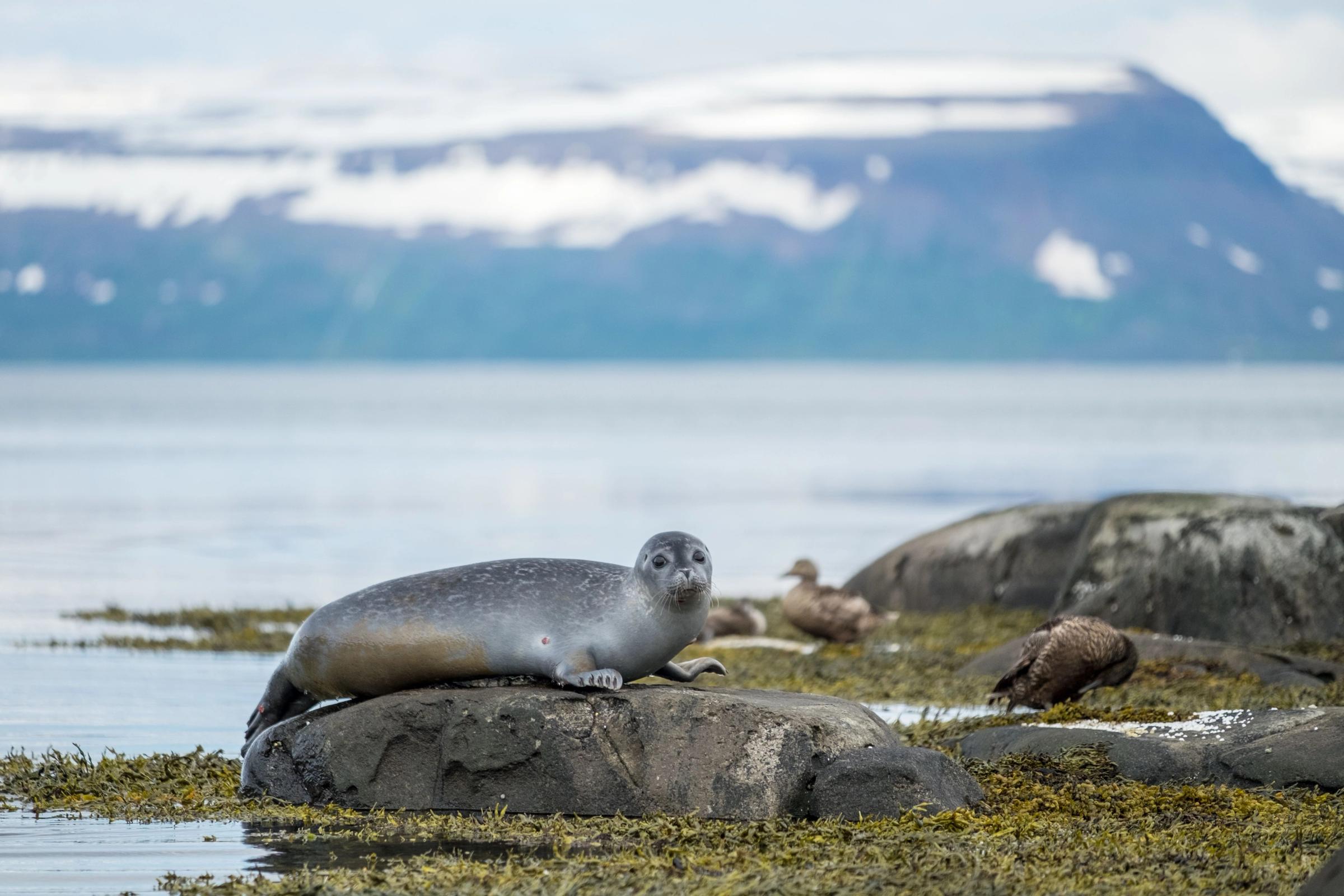 Seal in Skotufjordur, Westfjords, Iceland Por FJ
