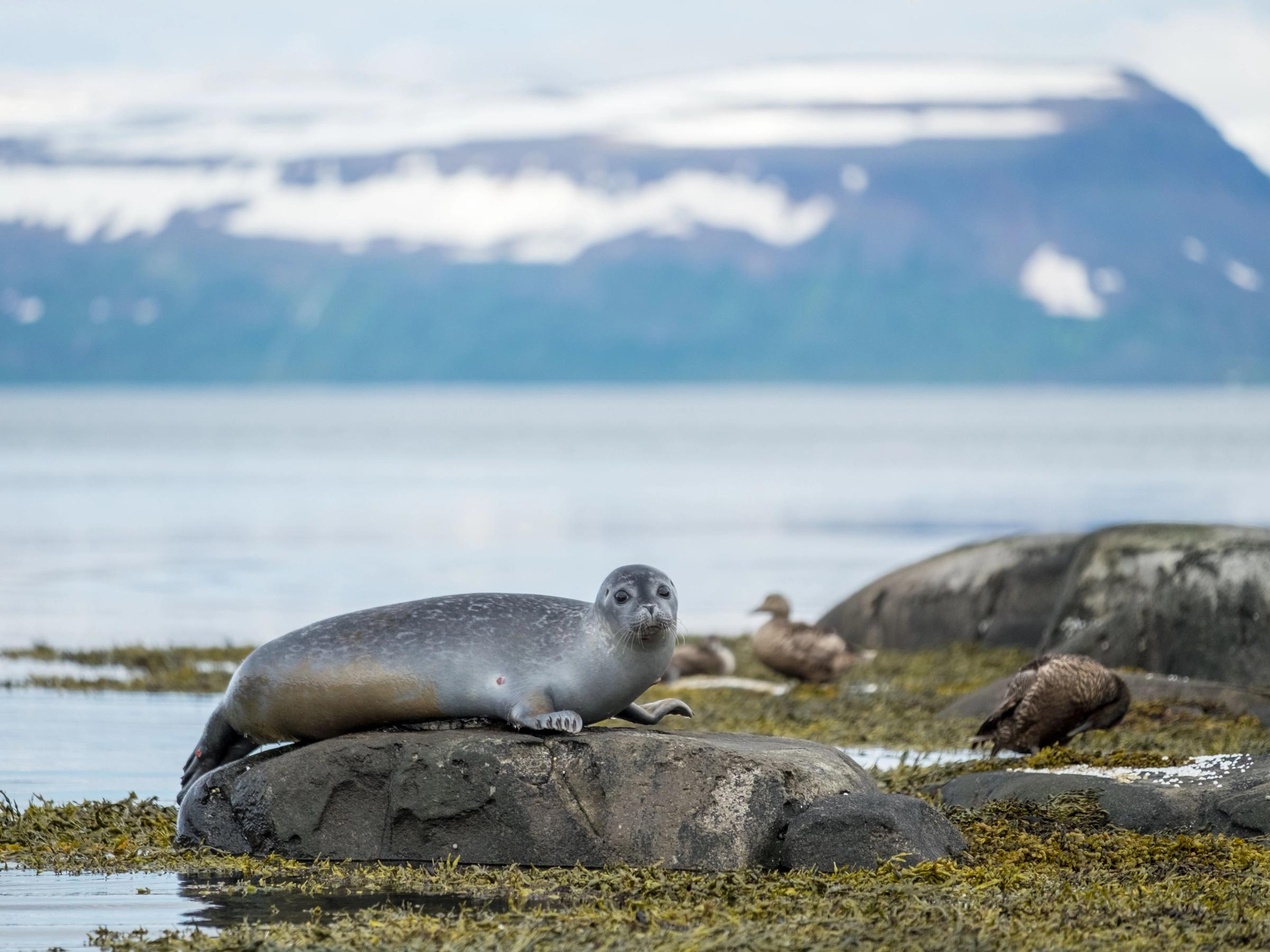 Seal in Skotufjordur, Westfjords, Iceland Por FJ