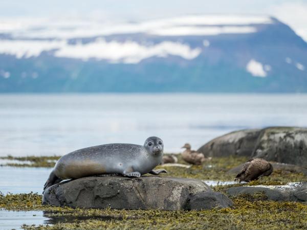 Seal in Skotufjordur, Westfjords, Iceland Por FJ