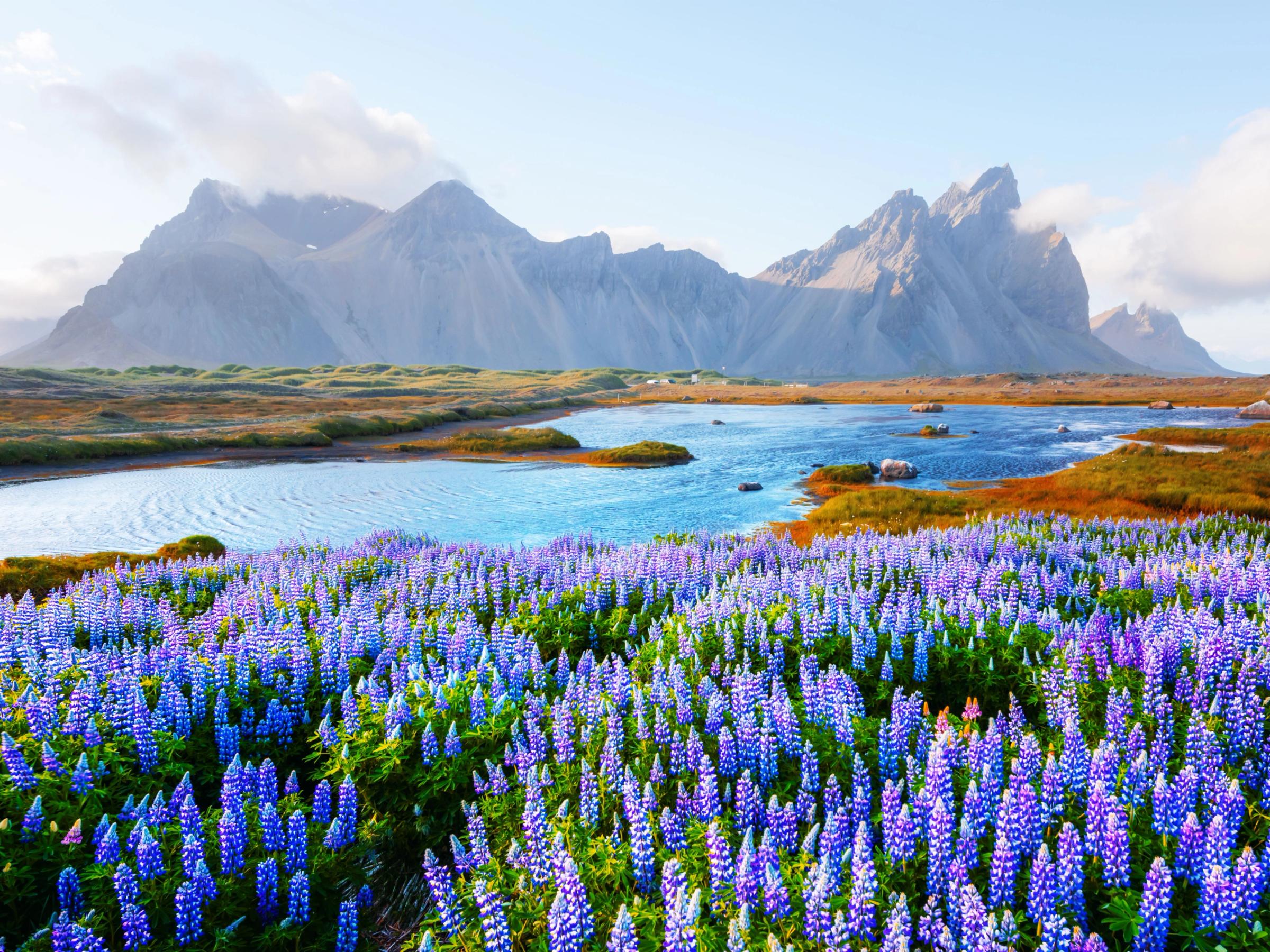 un campo de flores moradas junto a un río con montañas en el fondo.