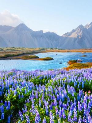 Field of lupiness with a mountain in the background