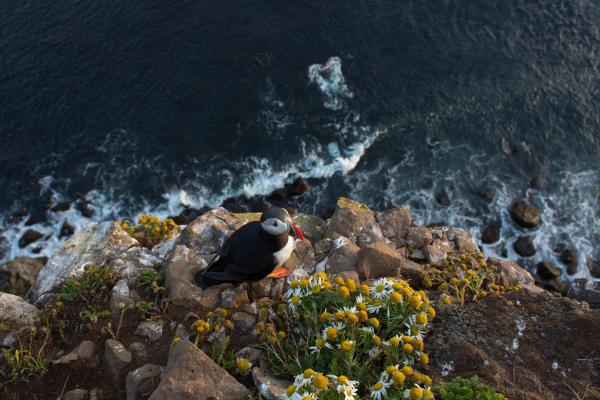 a puffin is sitting on top of a rocky cliff near the ocean