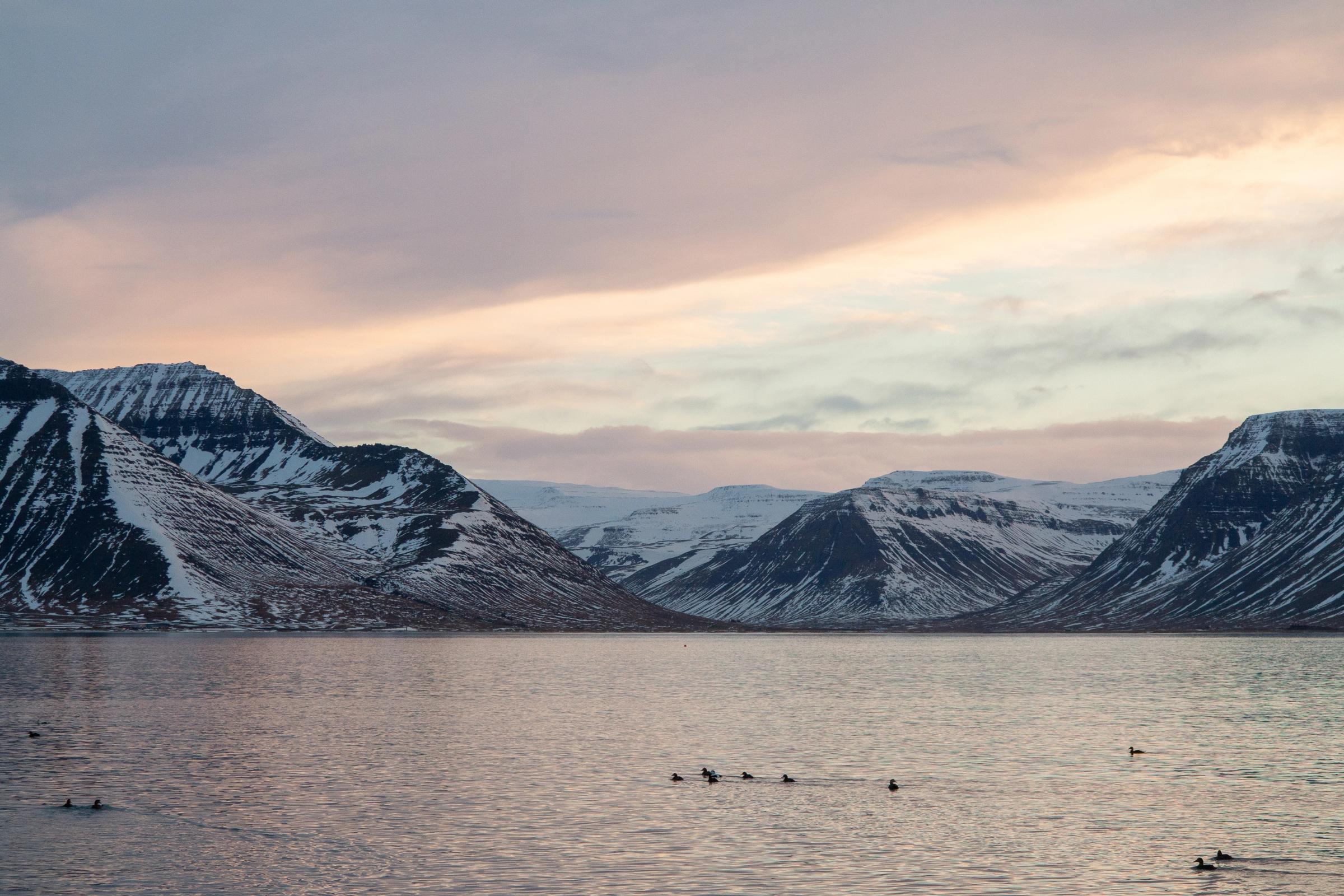 Snowy mountains rise over a calm fjord with ducks on the water under a pastel sky.