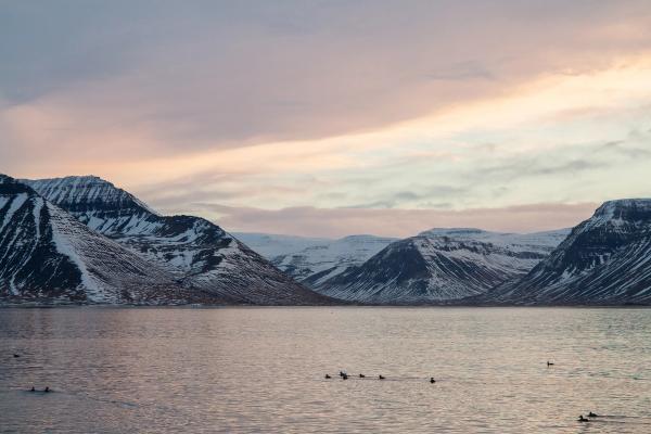 Snowy mountains rise over a calm fjord with ducks on the water under a pastel sky.