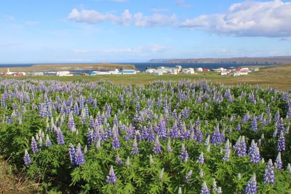 A field of purple lupines in front of a coastal town by the sea under a blue sky.