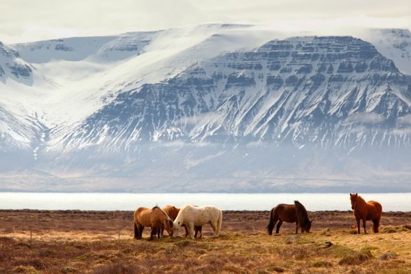 a herd of horses grazing in a field with mountains in the background in iceland.