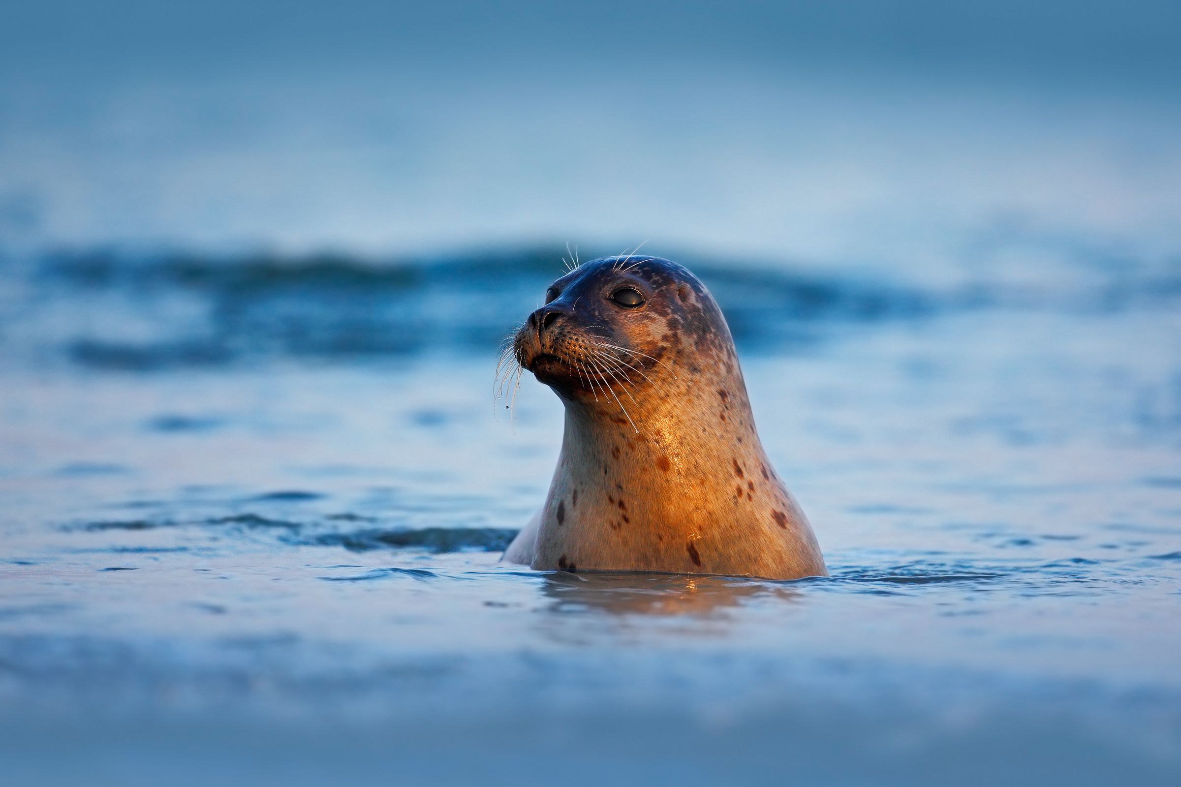 a Grey Seal with the head out of the sea