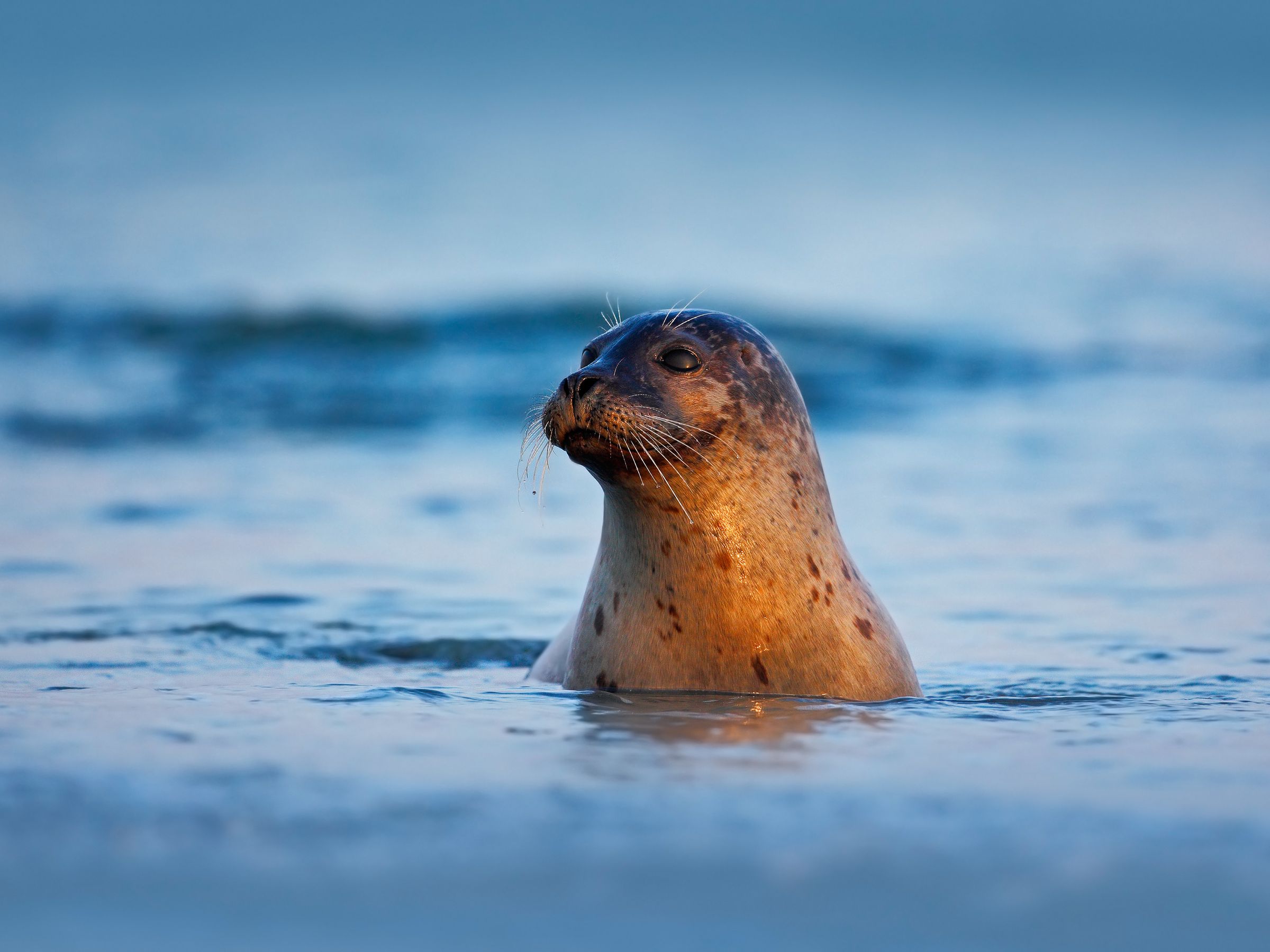 A seal's head and neck are out of blue water, looking right, with warm light on its face.