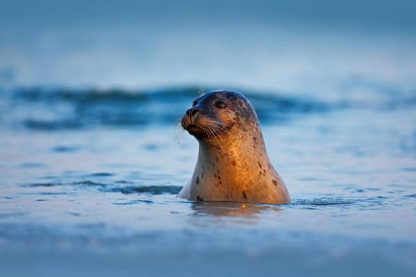 una foca gris con la cabeza fuera del agua