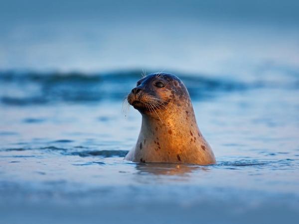 A seal's head and neck are out of blue water, looking right, with warm light on its face.