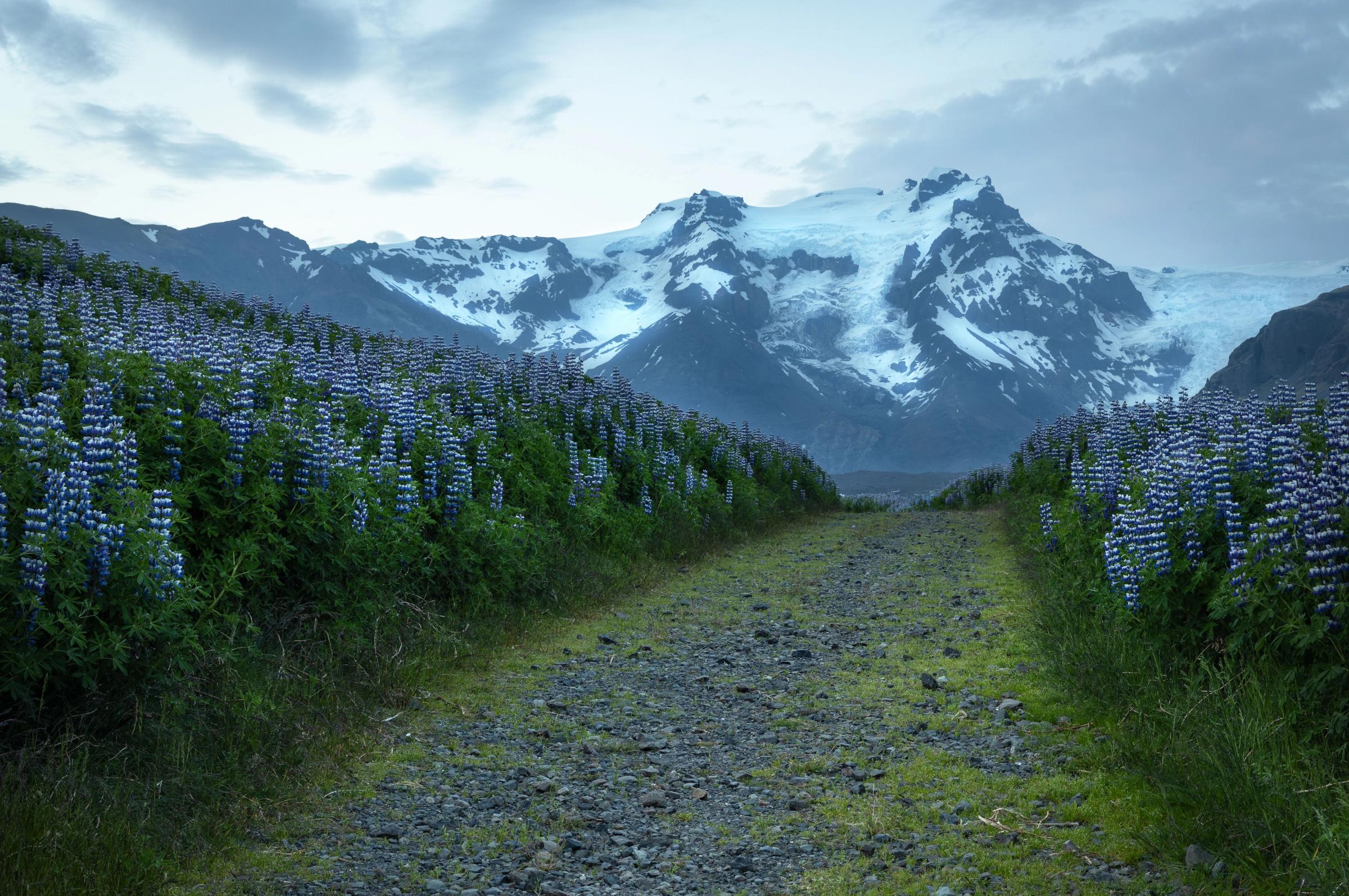 a dirt road going through a field of flowers with mountains in the background .