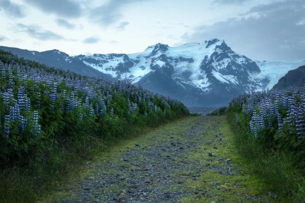 Sendero en Skaftafell
