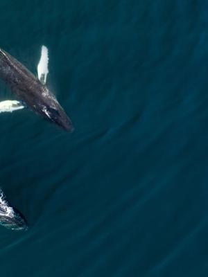 an aerial view of two humpback whales swimming in the ocean .