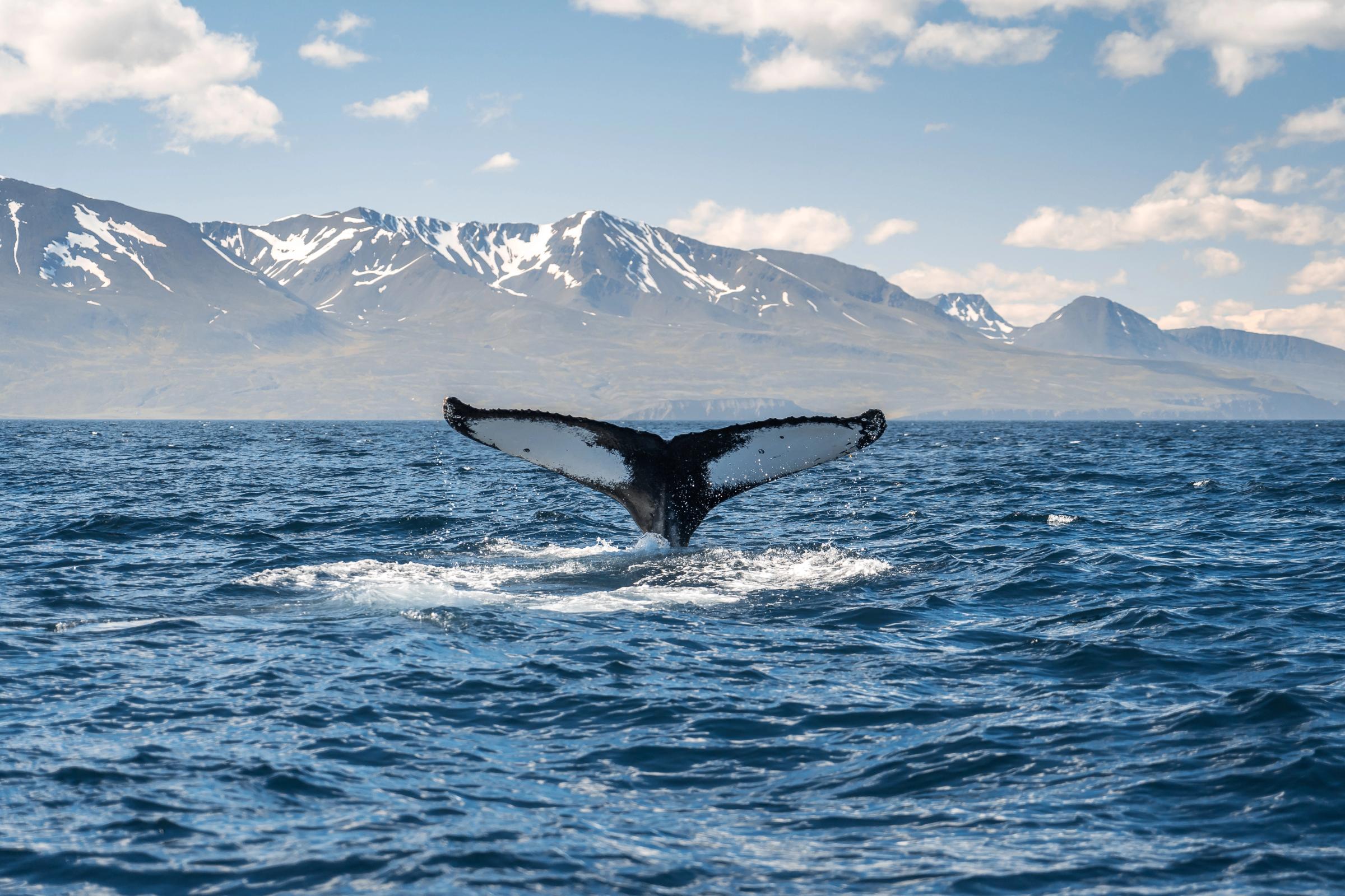 una ballena jorobada está nadando en el océano con montañas de fondo .