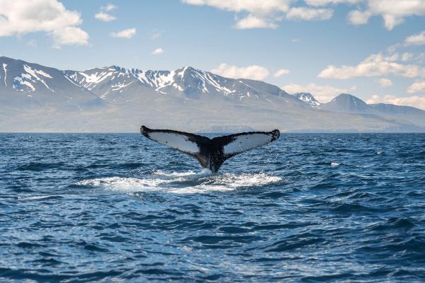a humpback whale is swimming in the ocean with mountains in the background .
