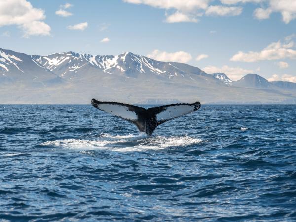 una ballena jorobada está nadando en el océano con montañas de fondo .
