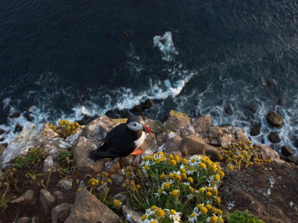 Frailecillos en un acantilado con el mar de fondo