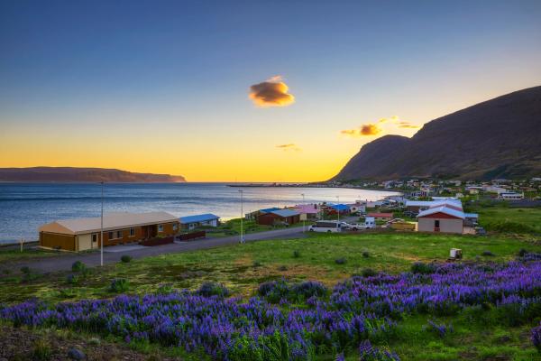 A colorful coastal town with a field of purple lupines in the foreground, backed by a bay and mountains under a sunset sky.