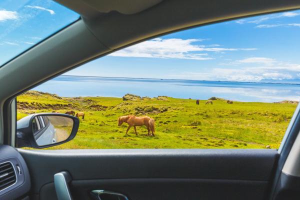 Window of rental car, horses