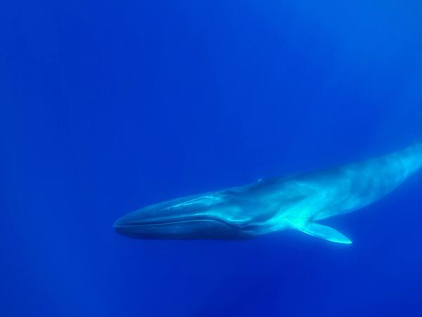 a fin whale is swimming in the ocean .