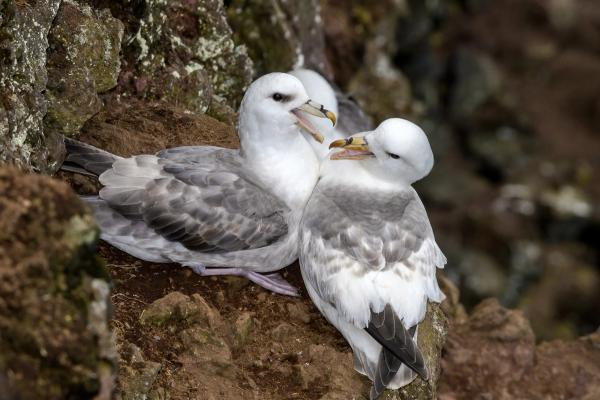 tres fulmares del norte