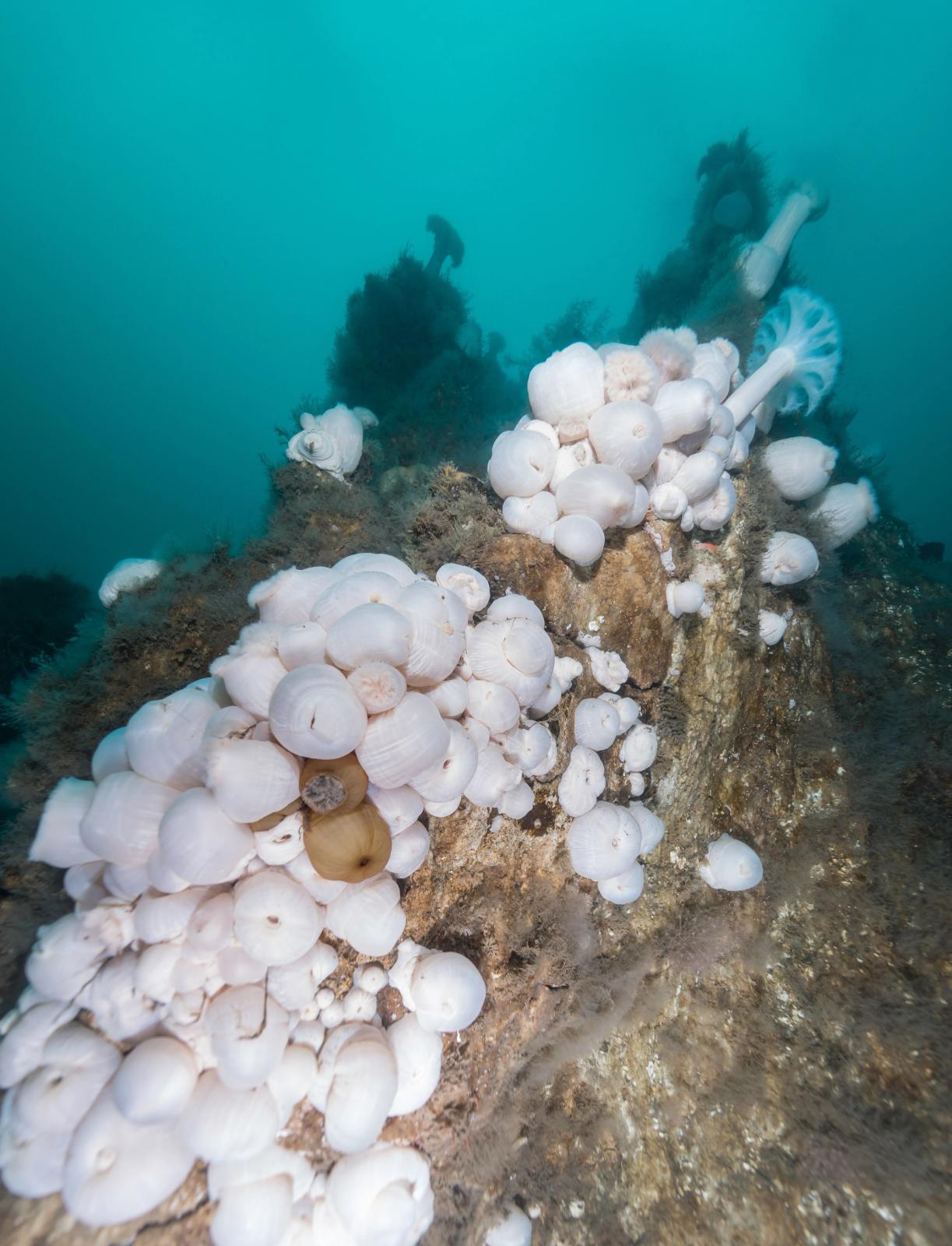 a bunch of white corals are growing on a rock in the ocean