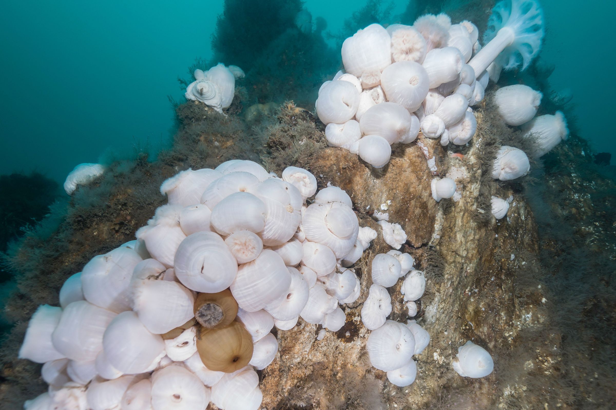 a bunch of white corals are growing on a rock in the ocean
