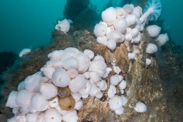 a bunch of white corals are growing on a rock in the ocean