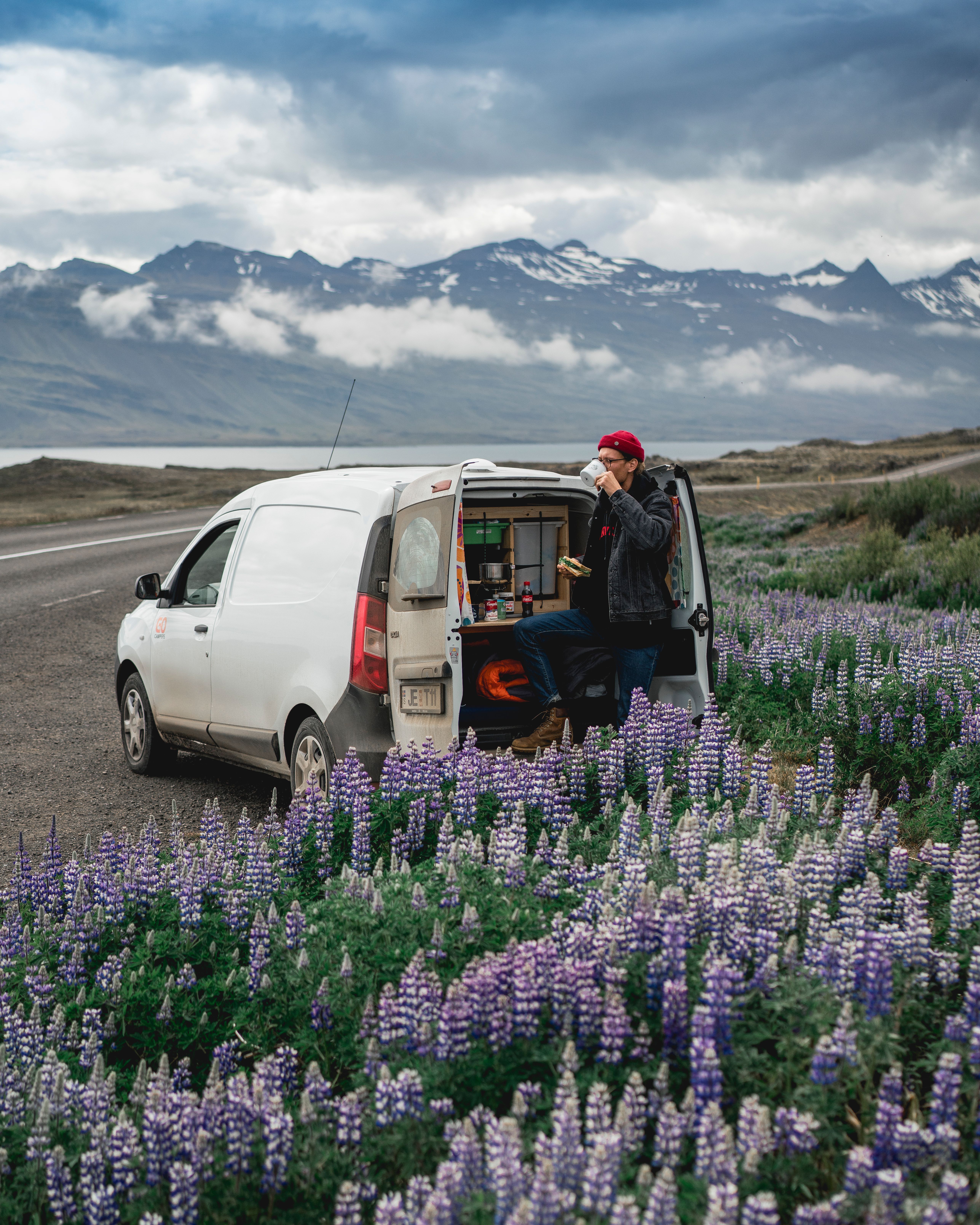Un homme est assis à l’arrière d’une camionnette dans un champ de fleurs violettes.