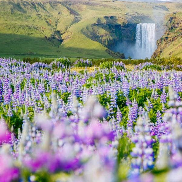 Vibrant purple and white lupine field in front of a waterfall and green hills.