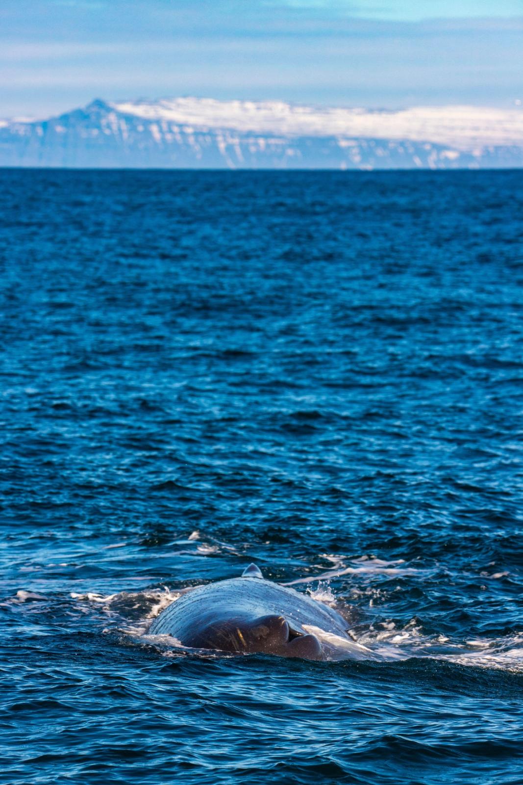 Whale in Icelandic waters