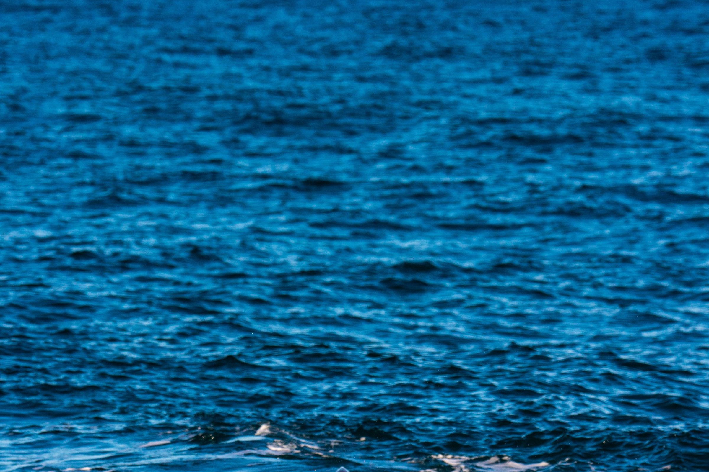 Whale in Icelandic waters