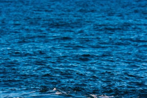 Whale in Icelandic waters