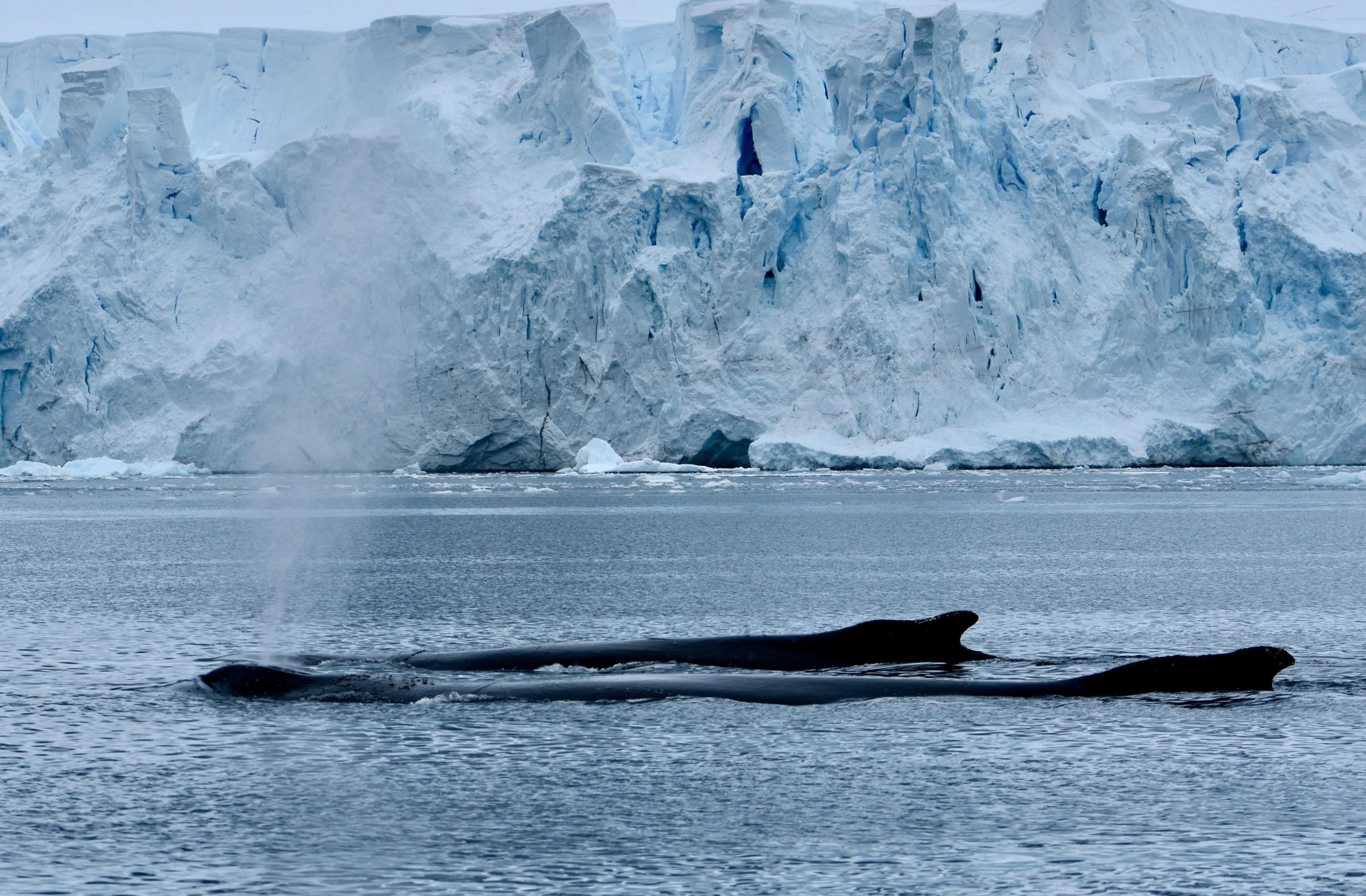 dos ballenas parcialmente fuera del agua con un iceberg al fondo