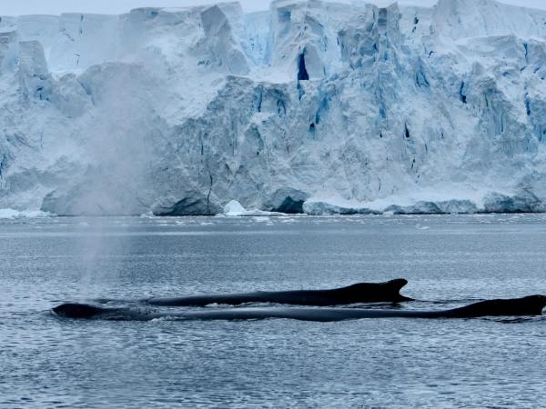 dos ballenas parcialmente fuera del agua con un iceberg al fondo