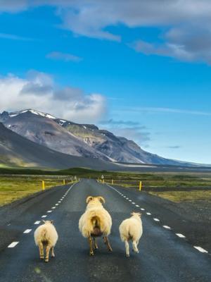Three sheep walk away down a road through a vast mountainous landscape under a bright blue sky.